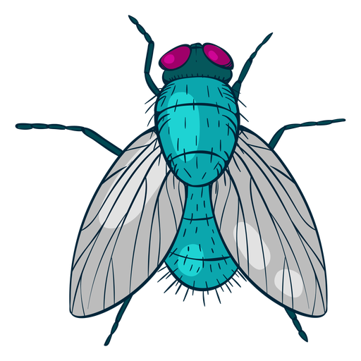 Colorful up view fly illustration