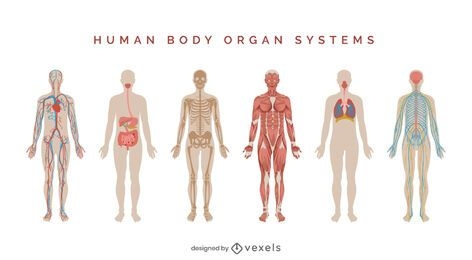 Conjunto de ilustración de sistemas del cuerpo humano