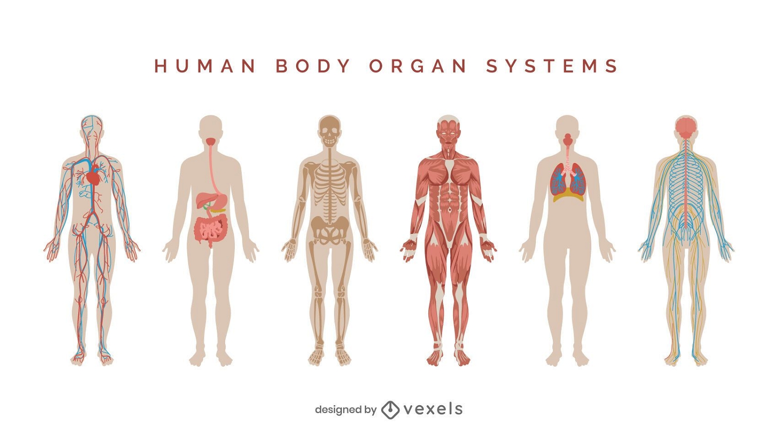 Human body systems illustration set
