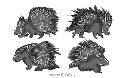 Porcupine illustration set