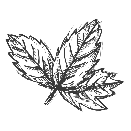 Maple leaf hand drawn PNG Design