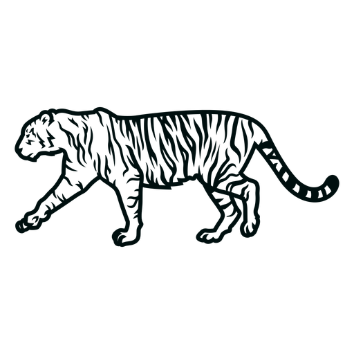 Curso de tigre Desenho PNG