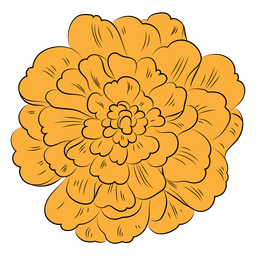 Flor de calêndula desenhada à mão Transparent PNG