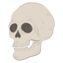 Ilustração do esqueleto do crânio Transparent PNG