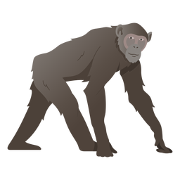 Macaco Chimpanzé Como Grande Espécie Macaca Nativa Da áfrica Tropical  Ilustração Vetorial Ilustração do Vetor - Ilustração de espécie, chimpanzé:  220428745