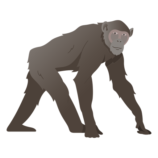 Schimpansenaffe Illustration Schimpanse PNG-Design