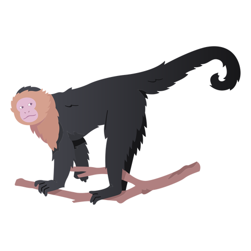 Colombian white faced capuchin illustration