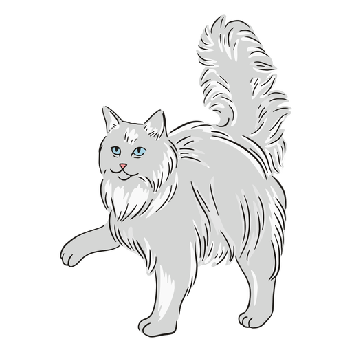 Maine Coon Paw Illustration PNG-Design