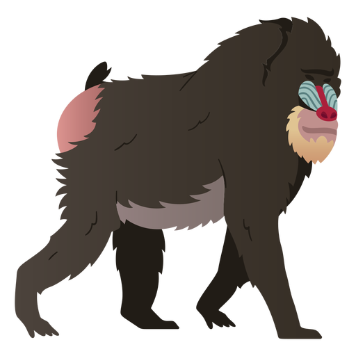 Mandrill Affe Illustration Mandrill PNG-Design