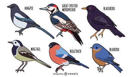 Bird Species Set Vector Download