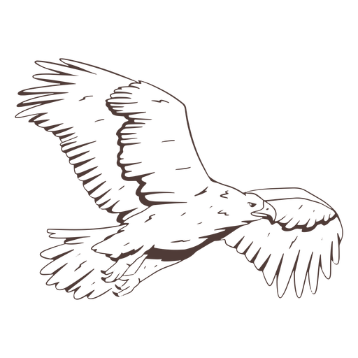Flying eagle hand drawn