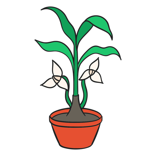 Planta de interior trilium blanco