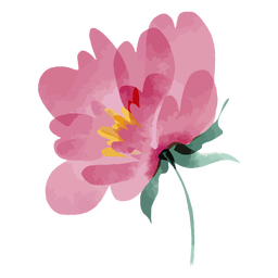 Flor rosa aquarela Transparent PNG