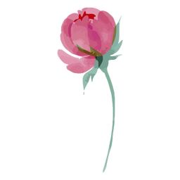 Watercolor pink rose PNG Design