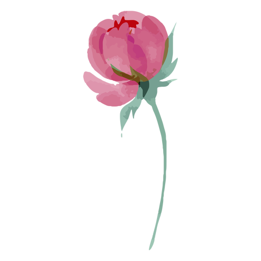 Watercolor pink rose