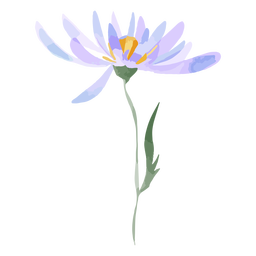 Aquarela de flores aster Transparent PNG