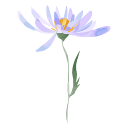 Watercolor flower aster PNG Design