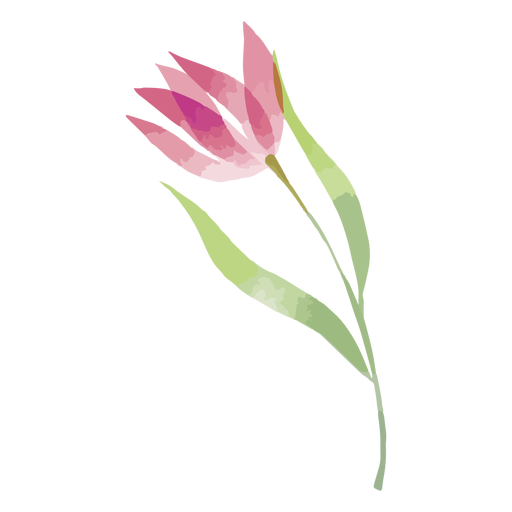 Magenta watercolor flower