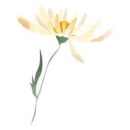 Aquarela de flor margarida Desenho PNG