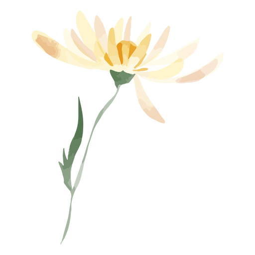 Aquarela de flor margarida