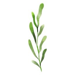 Aquarela de folhas longas Desenho PNG