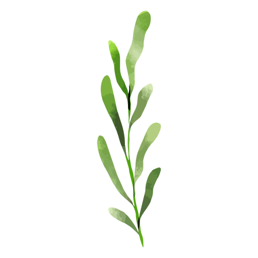 Lange Blätter Aquarell PNG-Design