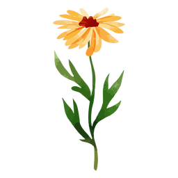Long stem sunflower watercolor