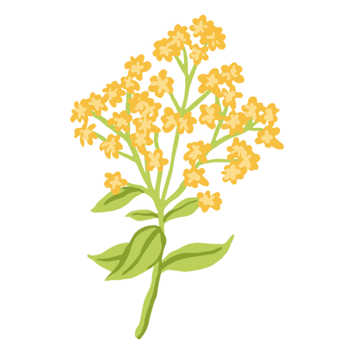 Buquê de flores de acônito amarelo Desenho PNG