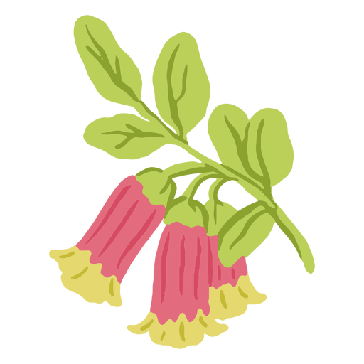 Flor corydalis sempervirens Desenho PNG