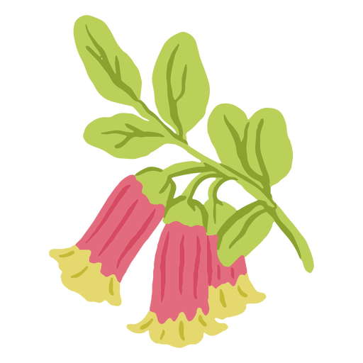 Flower corydalis sempervirens PNG Design