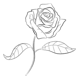 Traço de rosa de haste longa Desenho PNG