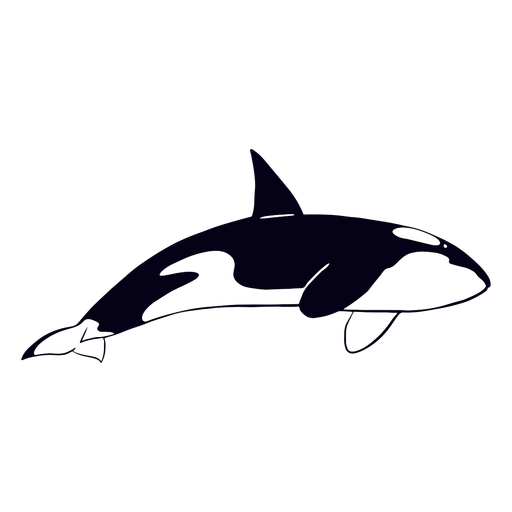 Killer whale filled-stroke PNG Design