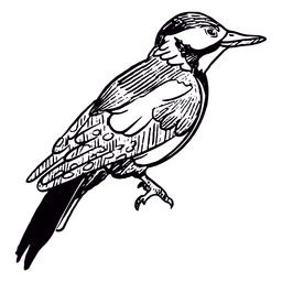 Hand-drawn sparrow bird PNG Design