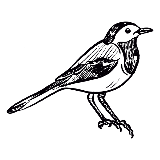 Realistischer Vogelspatz handgezeichnet PNG-Design
