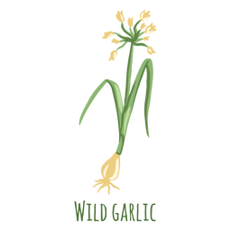 HierbasIlustraciónSet - 1 Diseño PNG