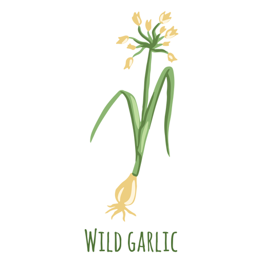 Wild garlic herb flat PNG Design