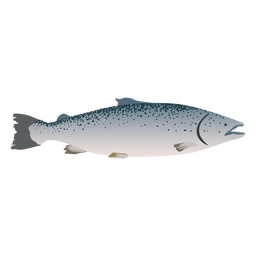 Fish Sea Illustration Transparent PNG & SVG Vector