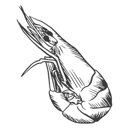 Frutos do mar desenhados à mão - 5 Desenho PNG