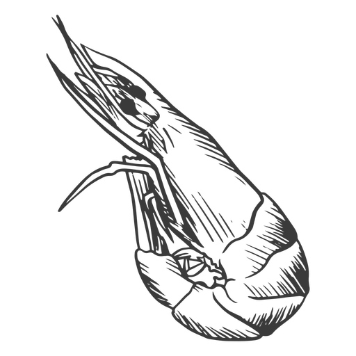 Shrimp animal hand-drawn PNG Design