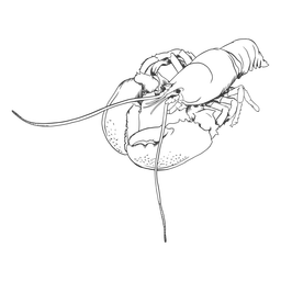 Von Hand gezeichnete Meeresfrüchte - 13 PNG-Design