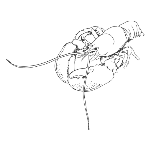 Lobster hand-drawn illustration