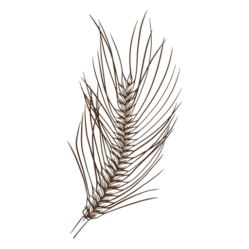 Single wheat spike hand-drawn PNG Design