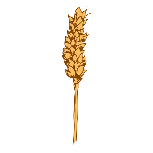 Small wheat spike illustration