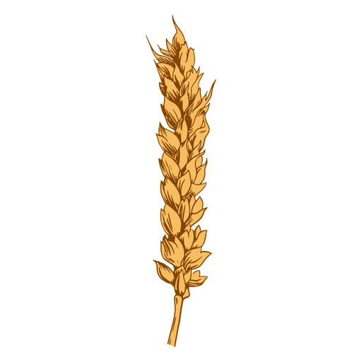 Long wheat spike illustration