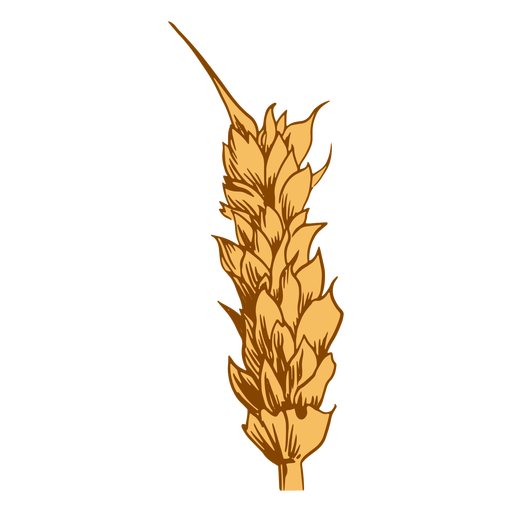 Close-up wheat spike illustration