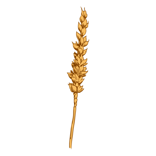 Wheat grain illustration