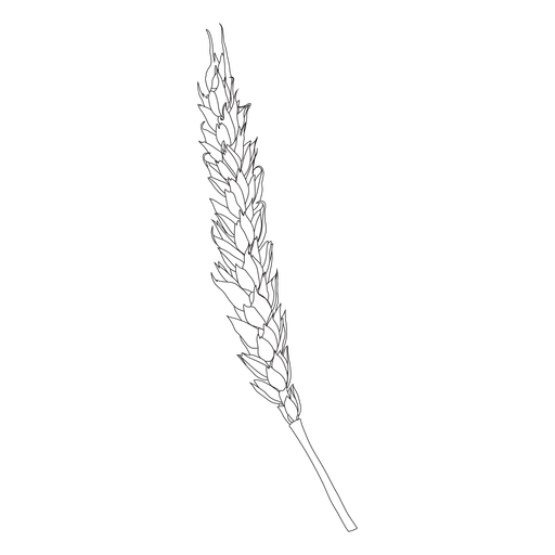 Sloping wheat hand-drawn