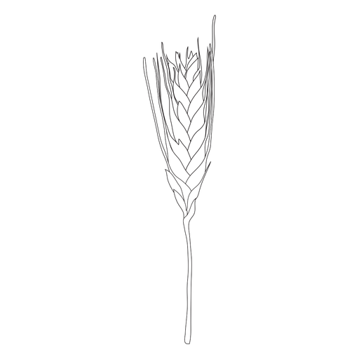 Short wheat spike illustration