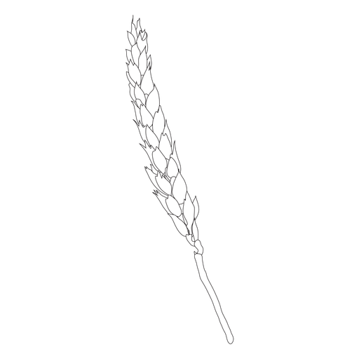 Wheat spike line art PNG Design