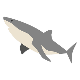Shark sea animal swimming